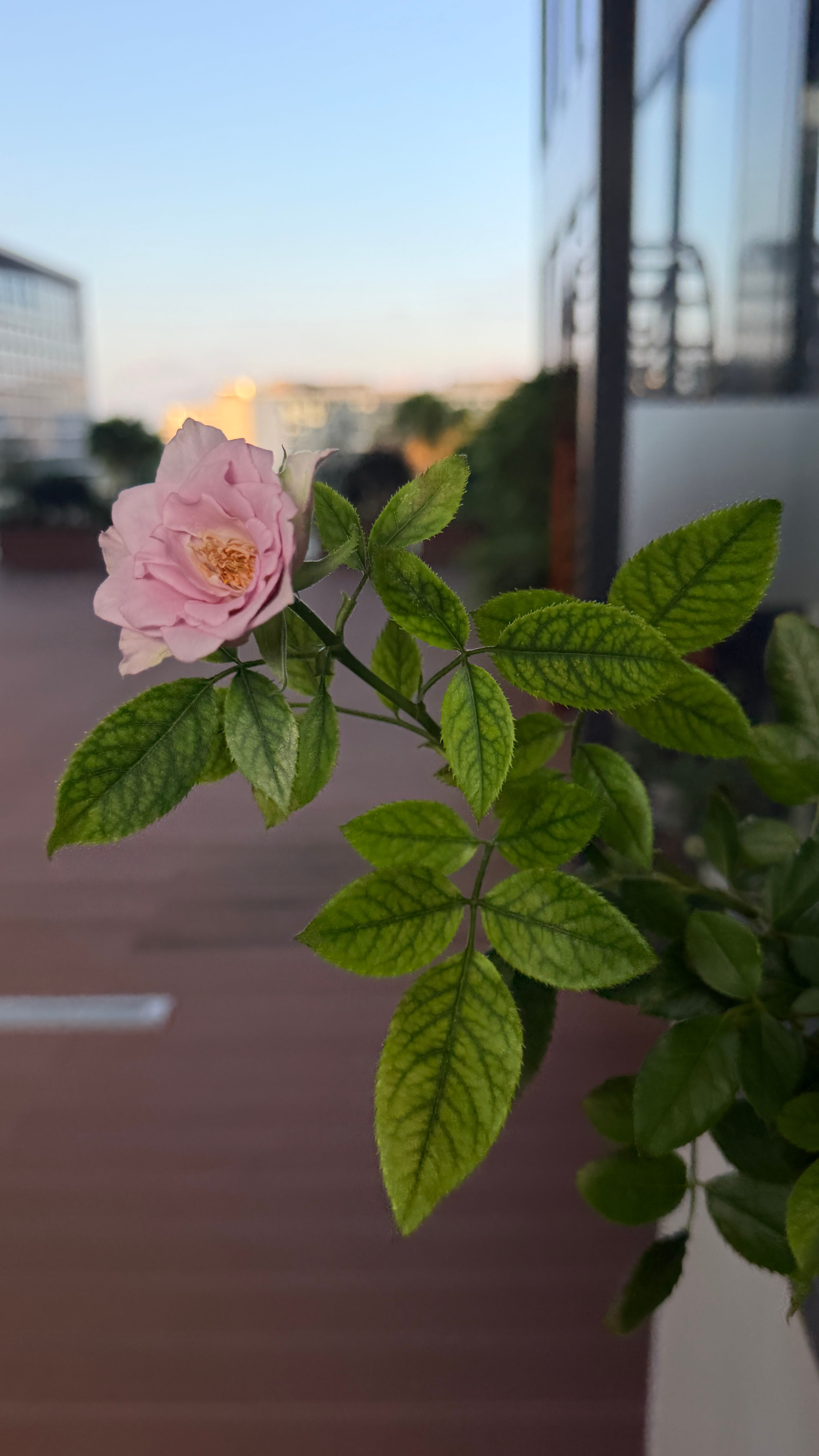 最近的天空好治愈啊❤️‍🩹 ​​​