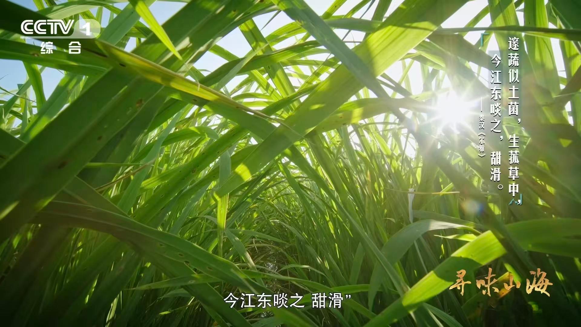 茭白被古人比作美玉茭白是陆游严选食材 谁懂啊！千年前的烟火气里就藏着茭白的鲜香，