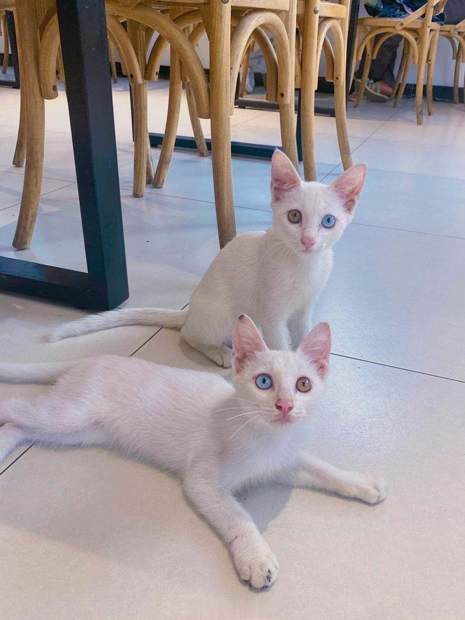 今天在外就餐遭遇小猫打劫[允悲]好像是双胞胎兄弟，鸳鸯眼还是镜像的[笑cry]神