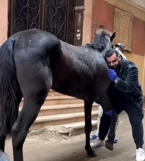 为什么马的腿断了必须死？一位养了10年马的师傅告诉我：90%的人都不知道，就算是