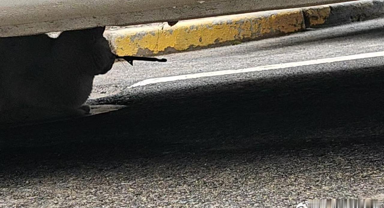 又出现了鱼彪射猫咪了，这次是射穿了猫咪的一只眼睛，手段极其残忍，小猫因为害怕和疼