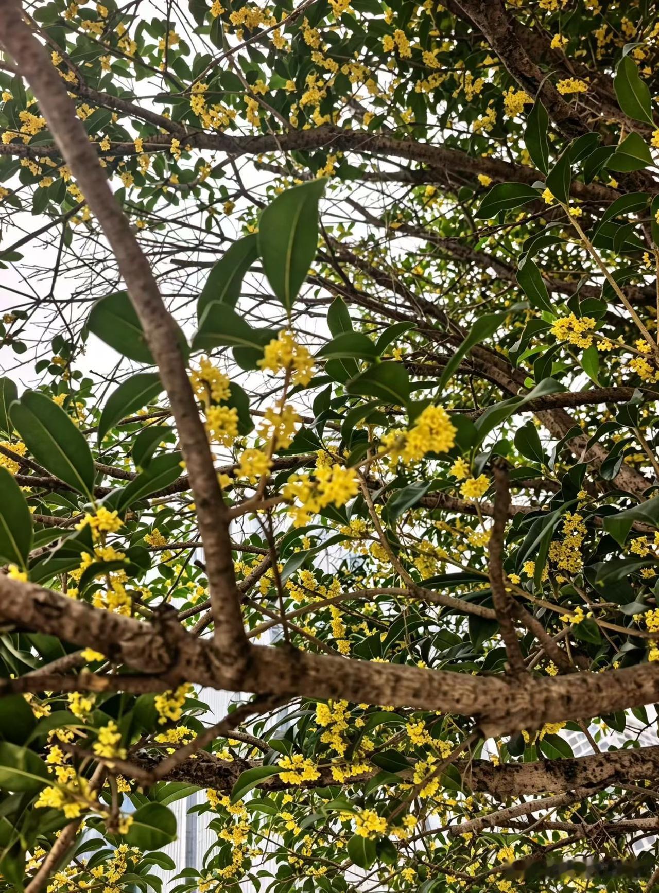 又到一年桂花开！