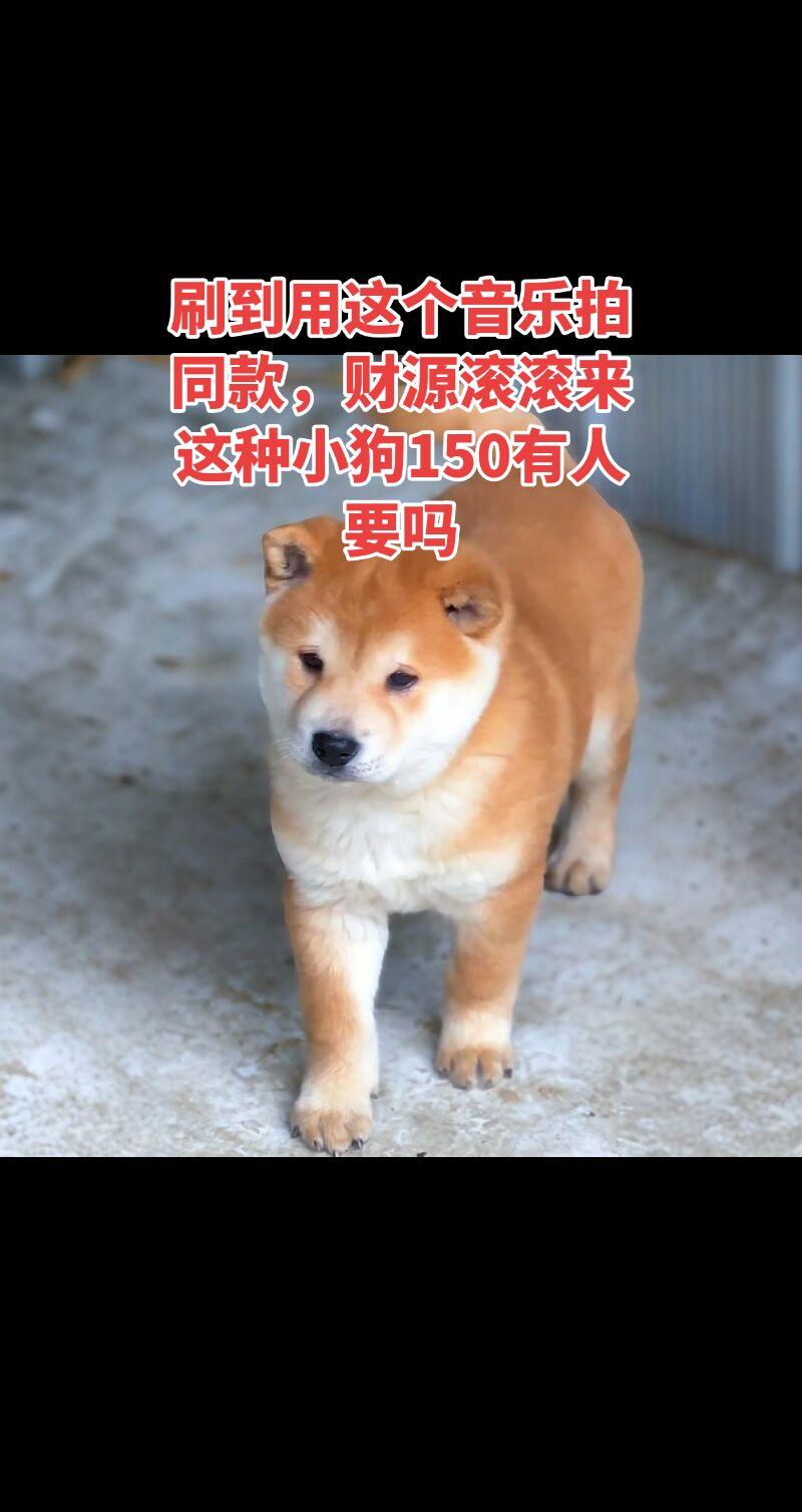 广西农村土狗中华田园犬 中华小柴犬 萌犬养成记 幼柴犬