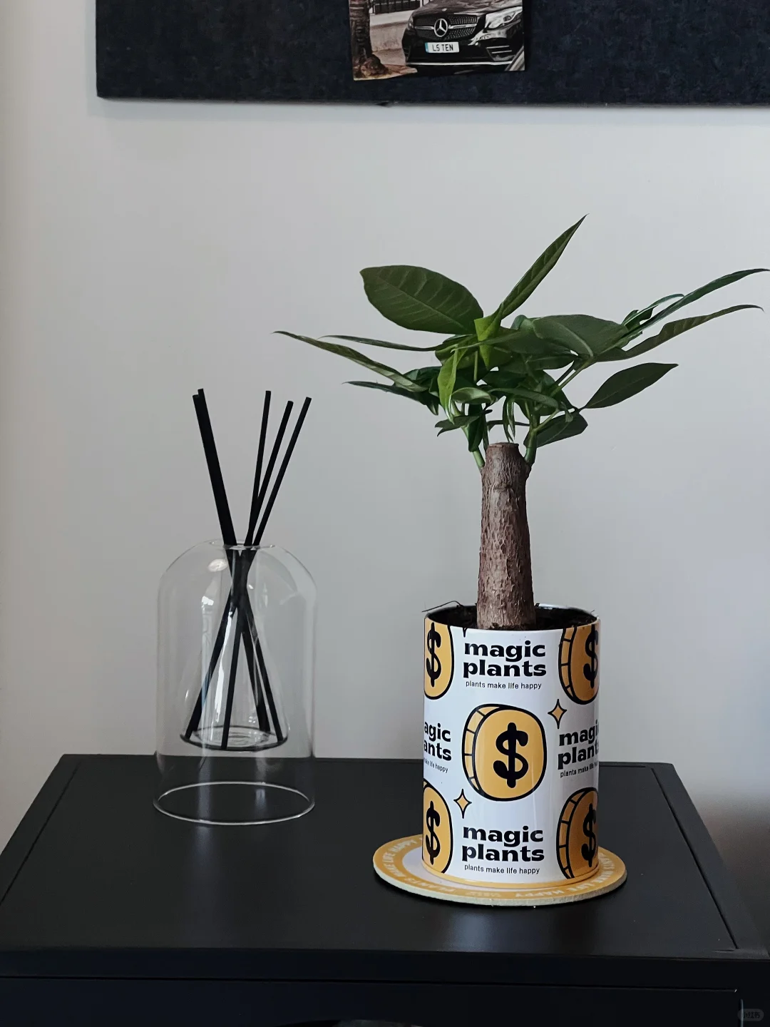 接💰好运｜请查收你的2025指定发财树！
