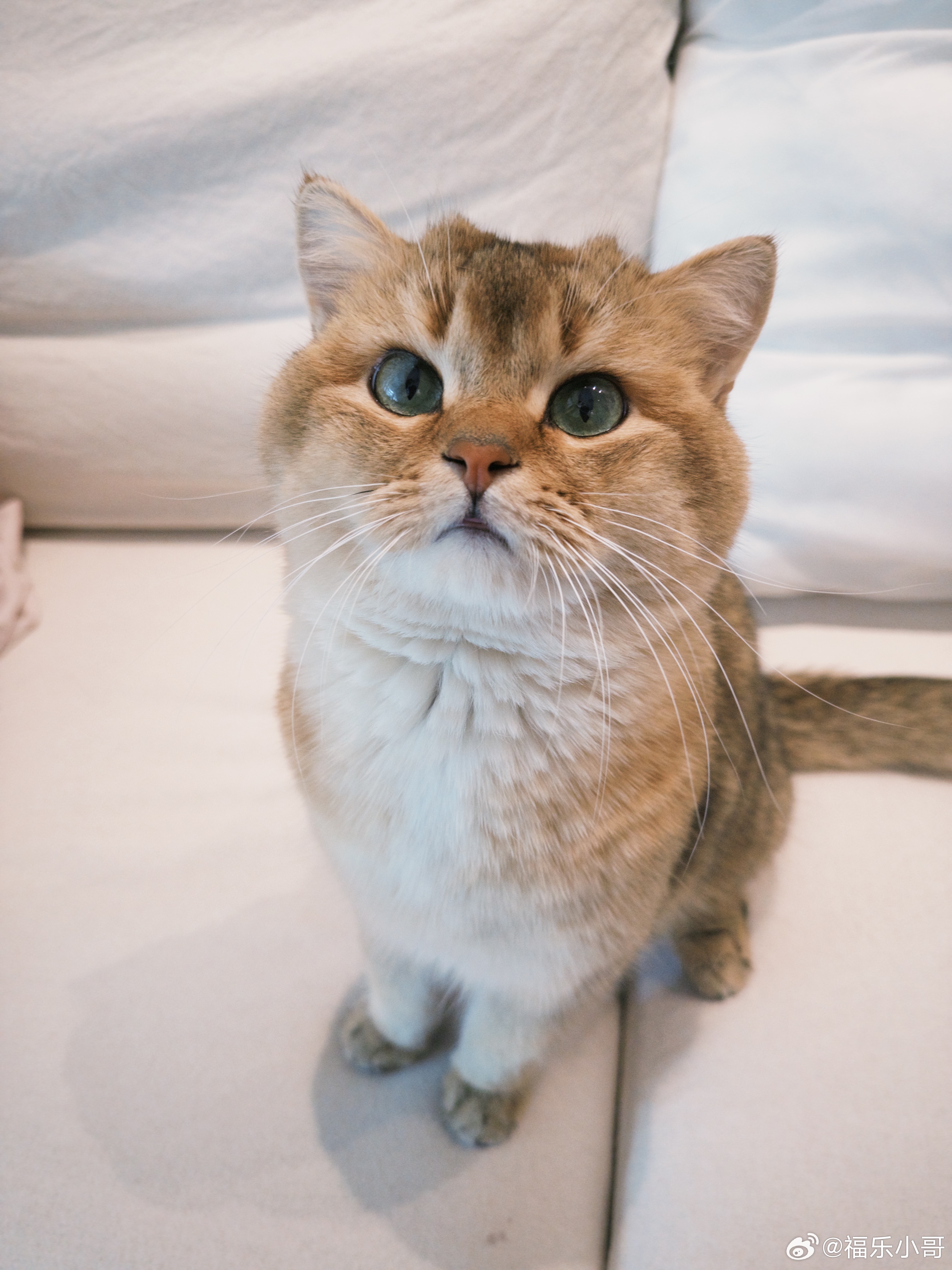 我趁我爹去滑雪的时候给他的沙发垫 沙发底下 床垫 银行u盾 电脑桌垫 累计尿尿8