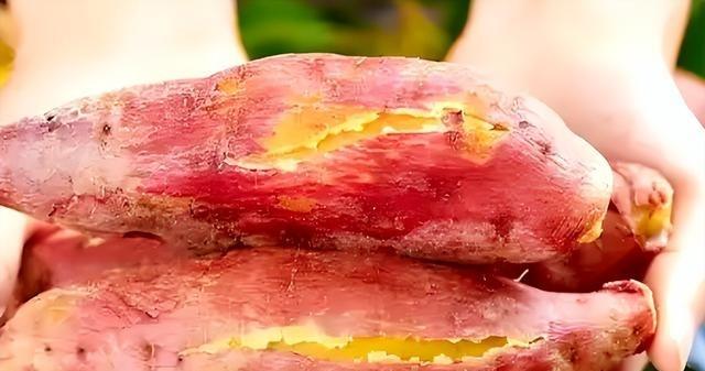 429年前，一个男人，费尽心思把一根藤蔓，编成一个草帽，从菲律宾偷偷带回国，没想