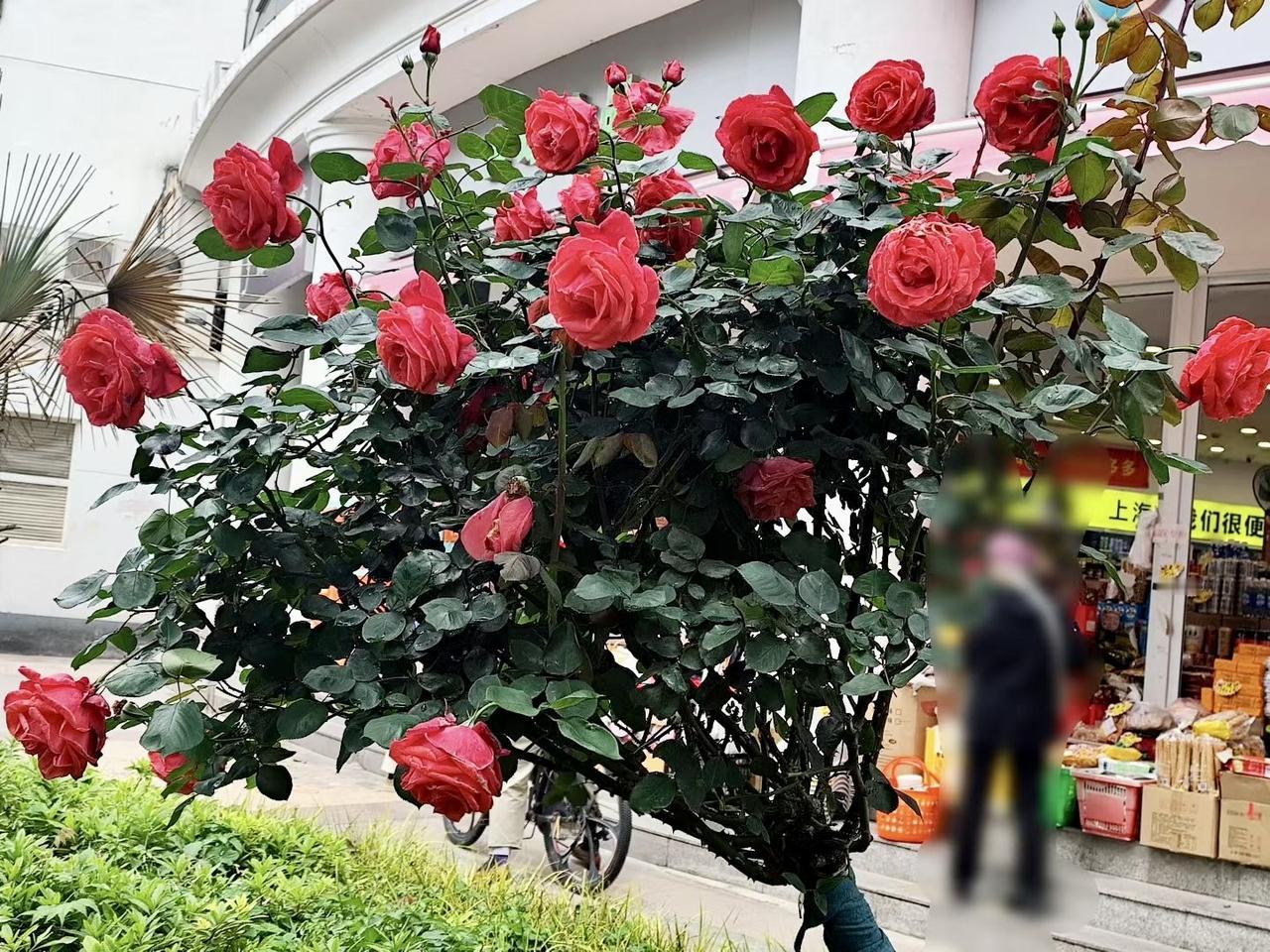 发一张你相册最近拍的花永康路嘉善路口花坛的月季花🌹🌹🌹开得好大！好壯！好艳