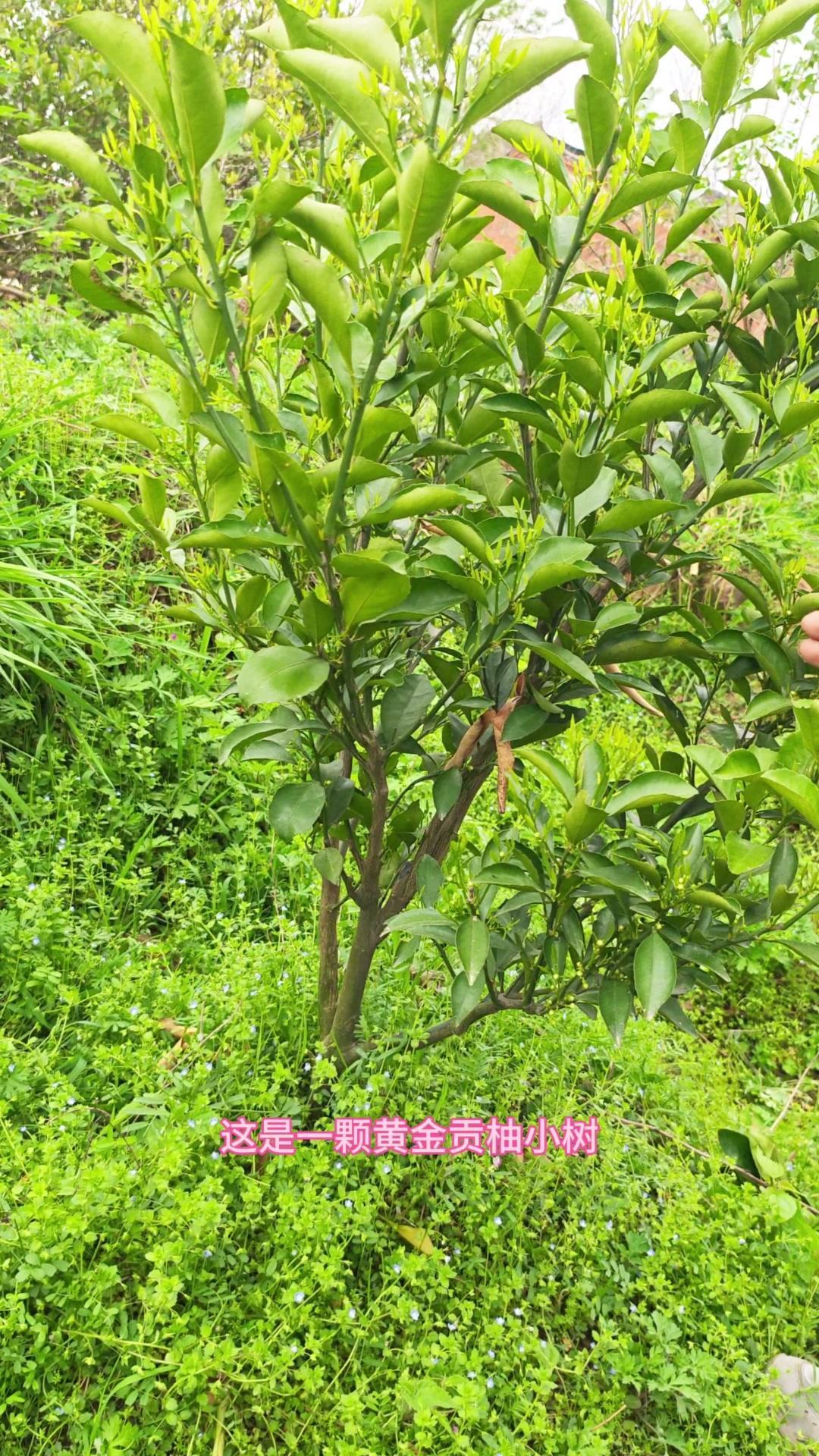 🌱黄金贡柚小树修剪要在开花前进行，定骨架修剪是关键！先剪掉竞争的分叉枝、背上旺