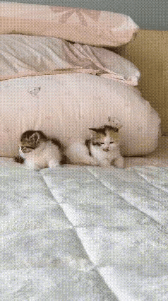 谁能拒绝两只刚到家的小奶猫，用全部的温柔，瞬间攻陷一个人的心房啊。
 
网友原本