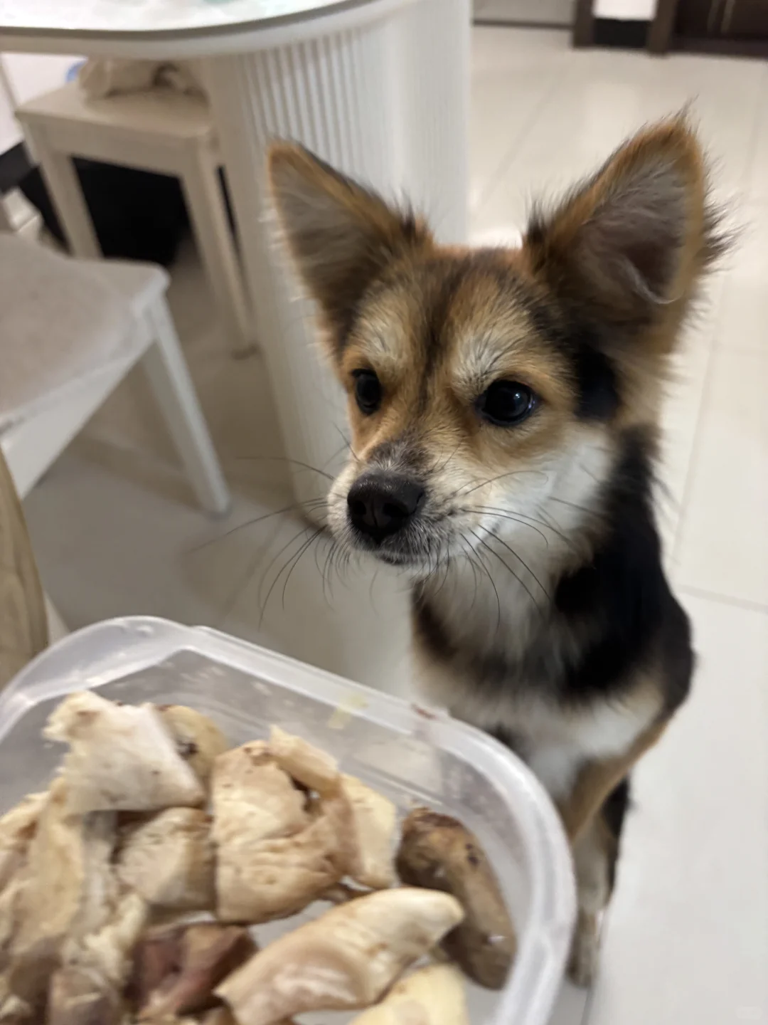 小小的狐狸狗，大大的嫉妒心