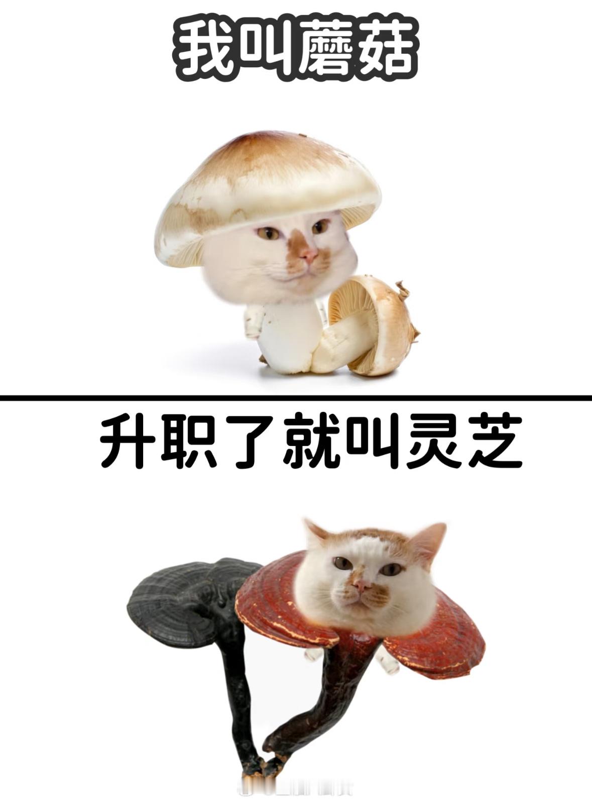 人，你今天升职了吗？ ​​​