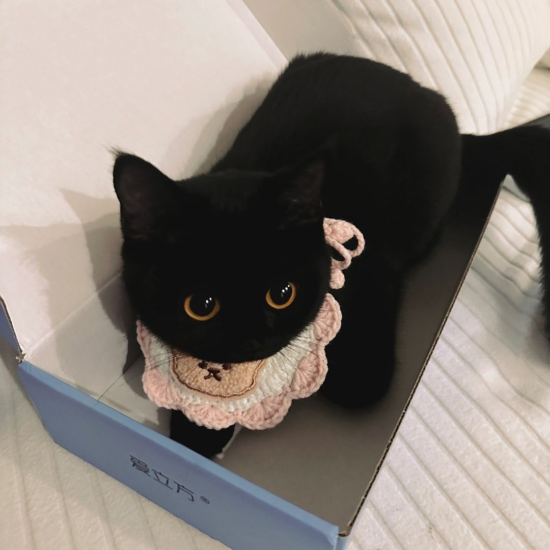 小猫的计量单位是盒