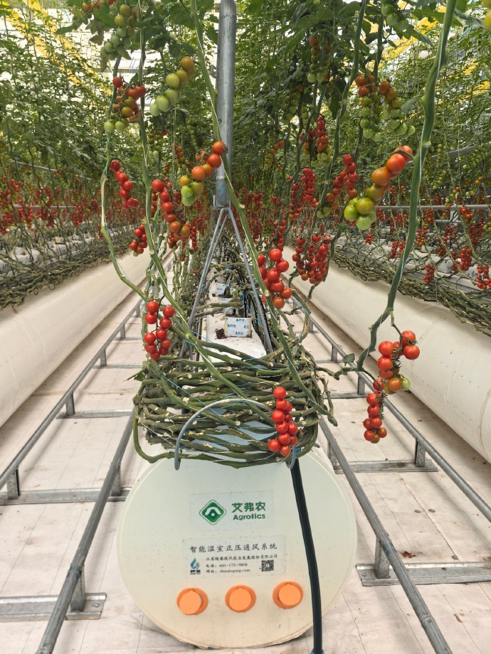 走进未来之城 无土栽培技术的应用，大幅提升雄安番茄生长环境的科技含量，助力培育高
