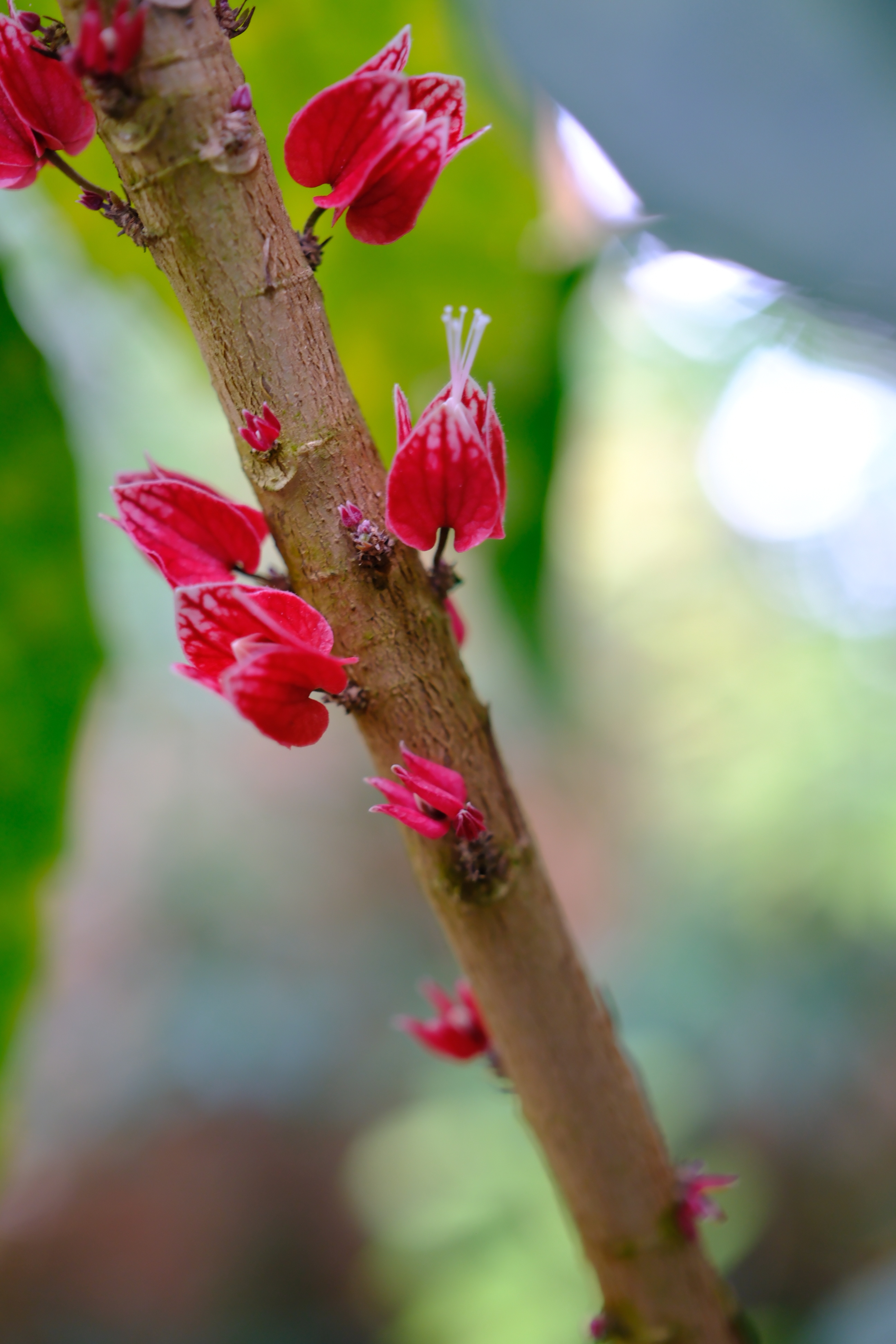 这个干花槿（学名：Pavonia strictiflora）开在杆子上，蛮有趣的