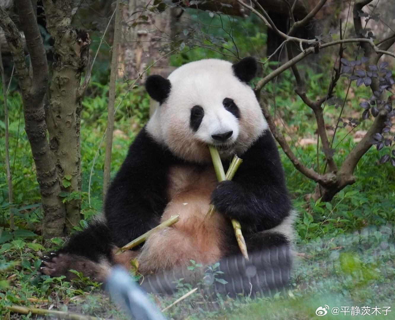 今天是6-3岁的小花花宝宝星期六就要过生啦