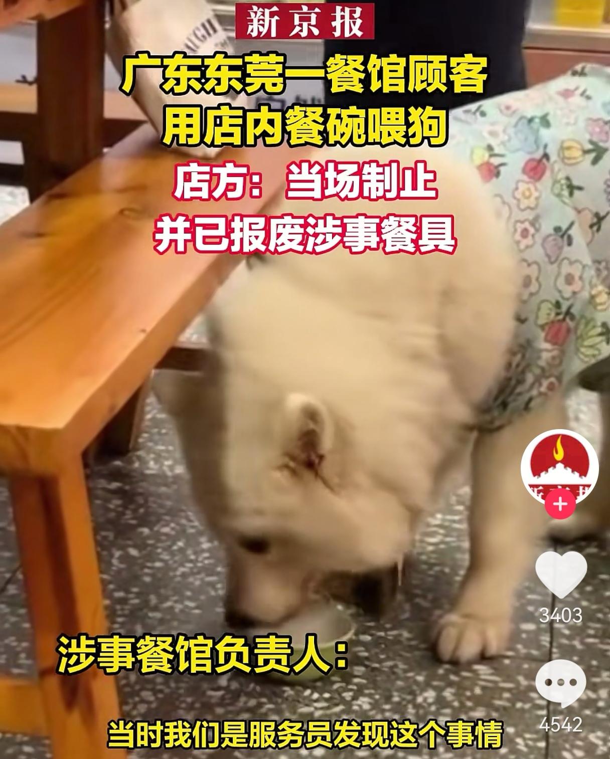 又一起饭店狗主人用饭店餐具问狗的事件！为何此类事件频繁出现？

今天又刷到了一条