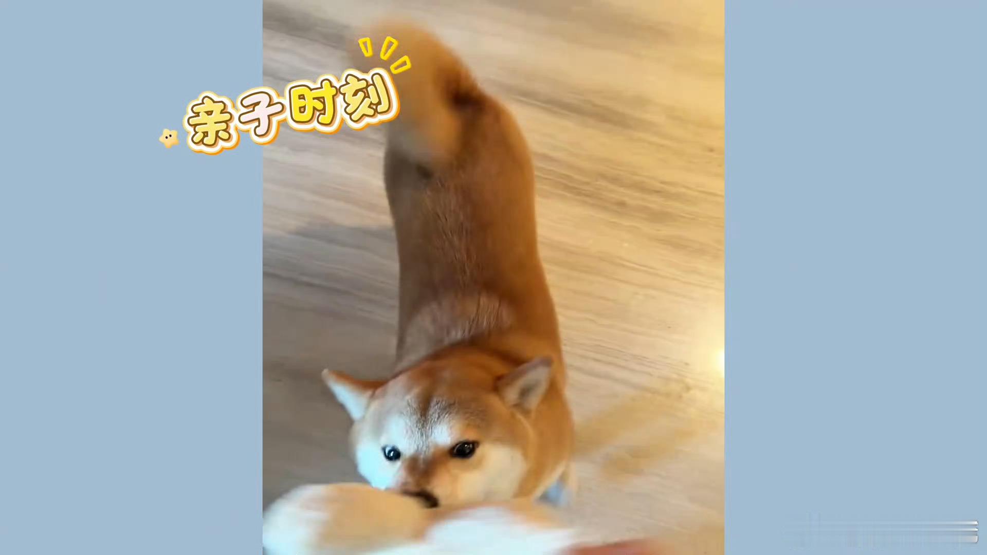 张真源回归黑发张真源呼安亲子互动 呼安大王来报道 