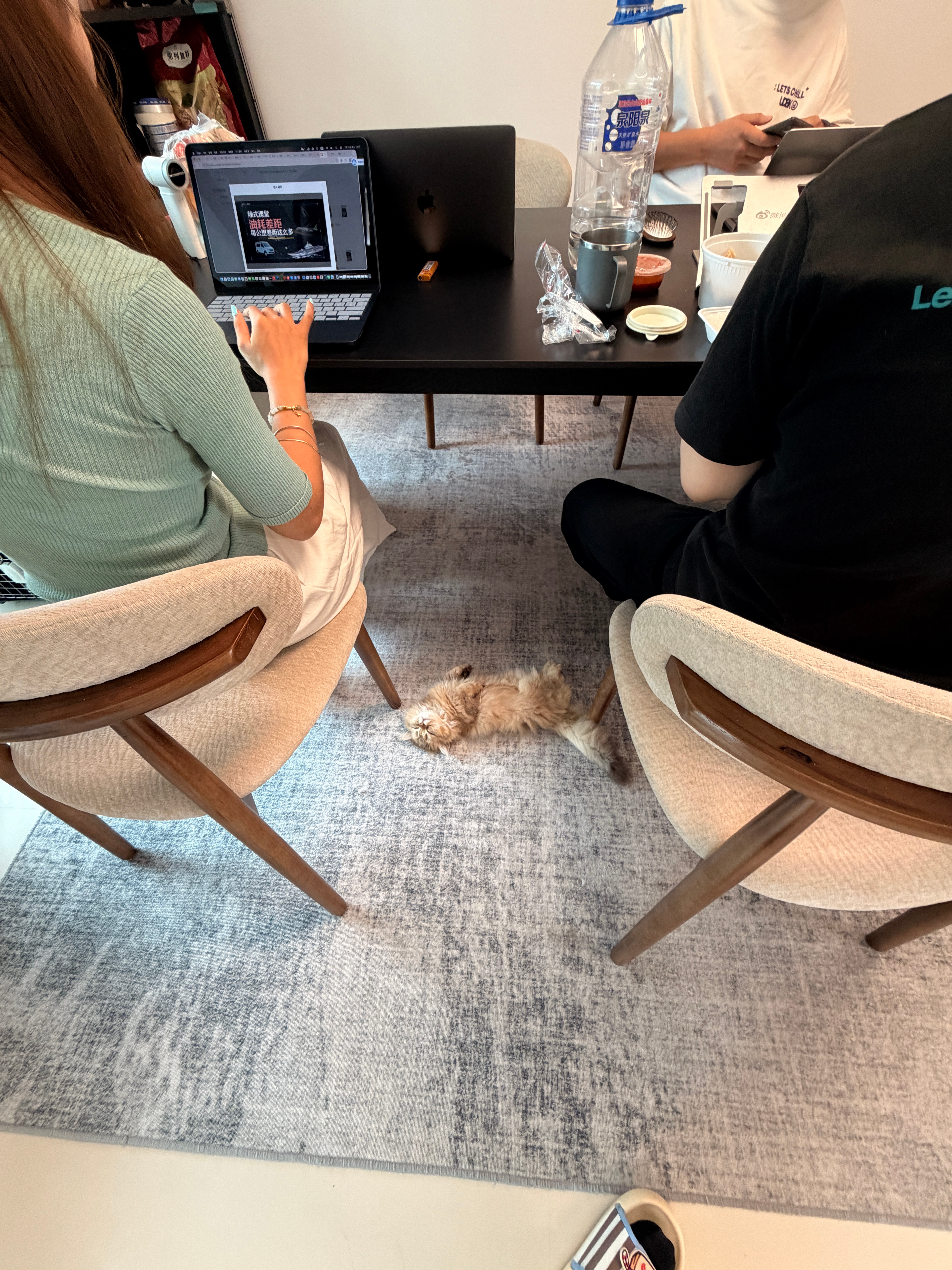 毛毛与猫～小蚕豆每天午睡就躺在他毛毛姐的凳子旁。四脚朝天，露出小肚皮。我们这只矮