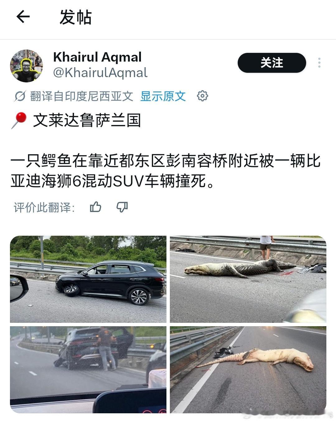 咱就是说，海外市场你真的永远不知道能遇到啥。高速上撞鳄鱼可还行直接给人家送走了大
