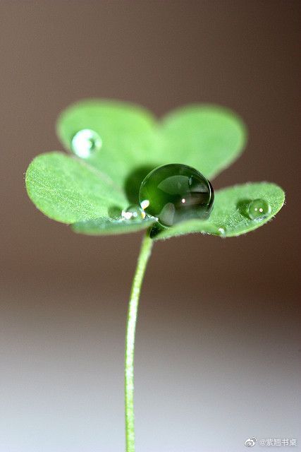 书籍是人类知识的总统。——莎士比亚
