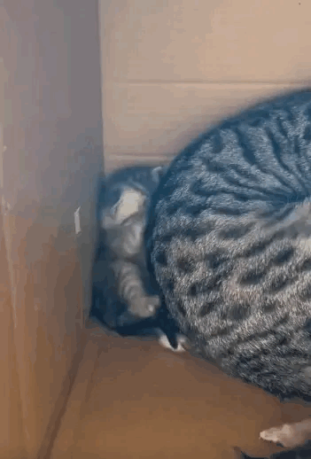 可怜的宝宝[捂脸]，快要被自己亲妈挤成肉饼了，这是有多虎呀，孩子不见了都不知道猫