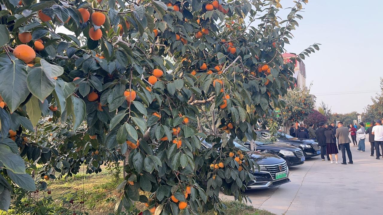 柿饼怎么做成的？