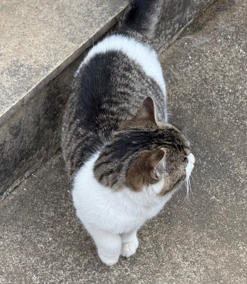 好好养宠的一年🐱宠物年度结算时刻｜我的毛孩年度账单请查收家人们谁懂啊！转眼又是