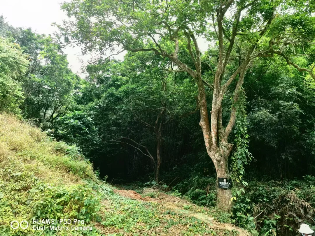 Chang寿功动作不标准怎么办