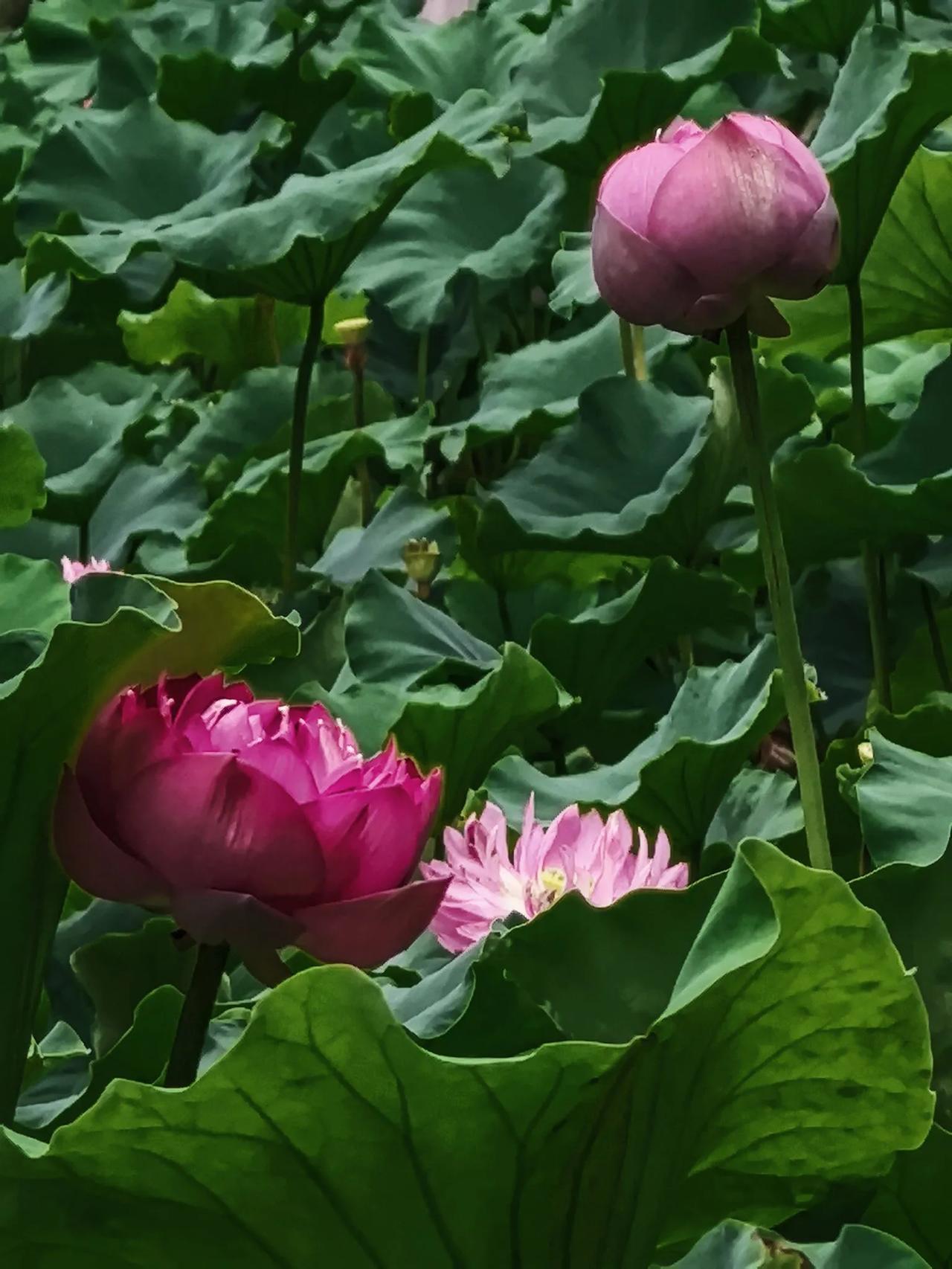 《夏日荷花》
我的摄影日记 
 
带你去欣赏荷花