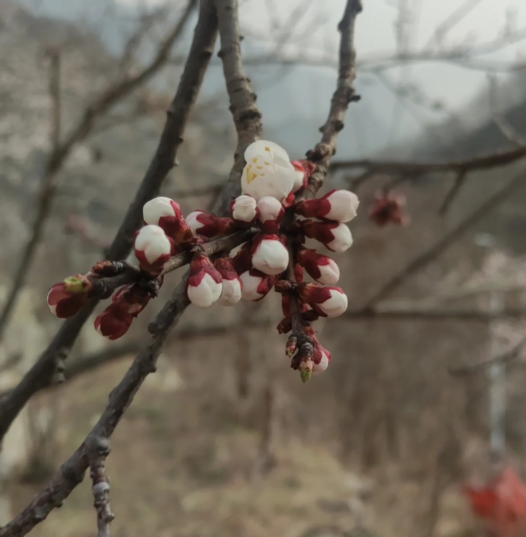 初探伤寒论（3）