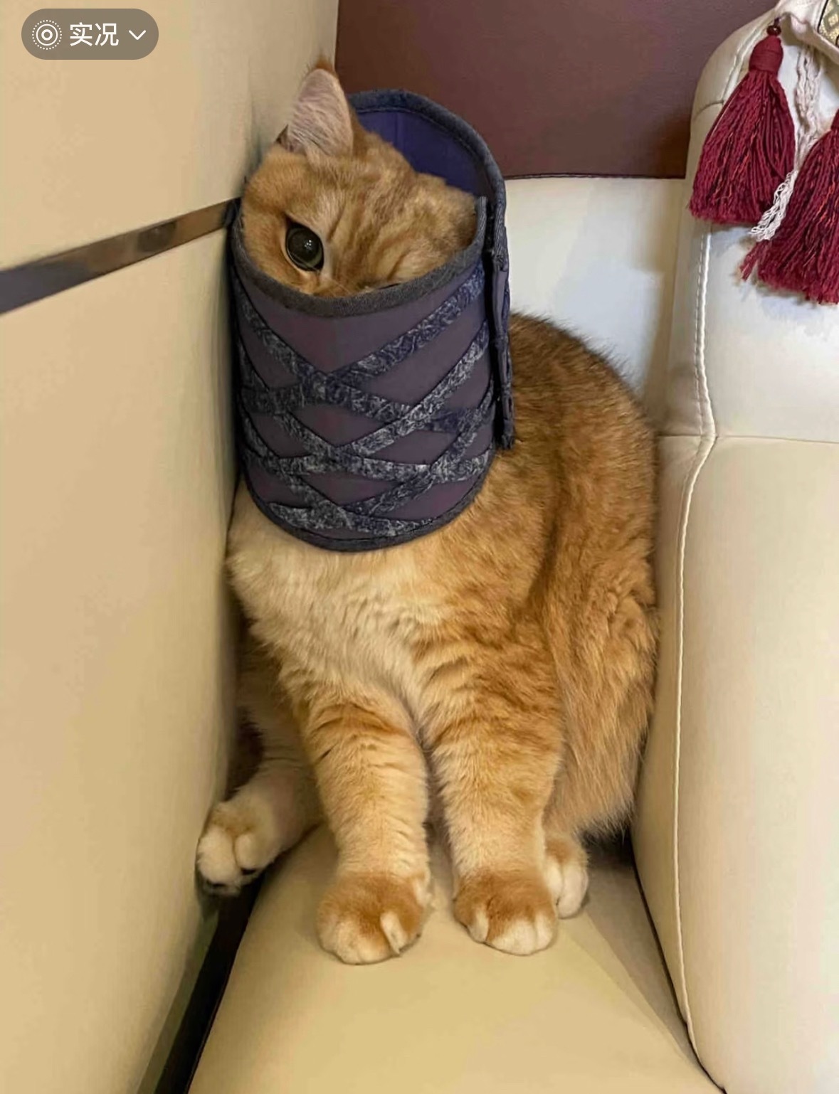 屁屁是穿了小棒槌的衣服吗 