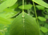 林月吹影视剧