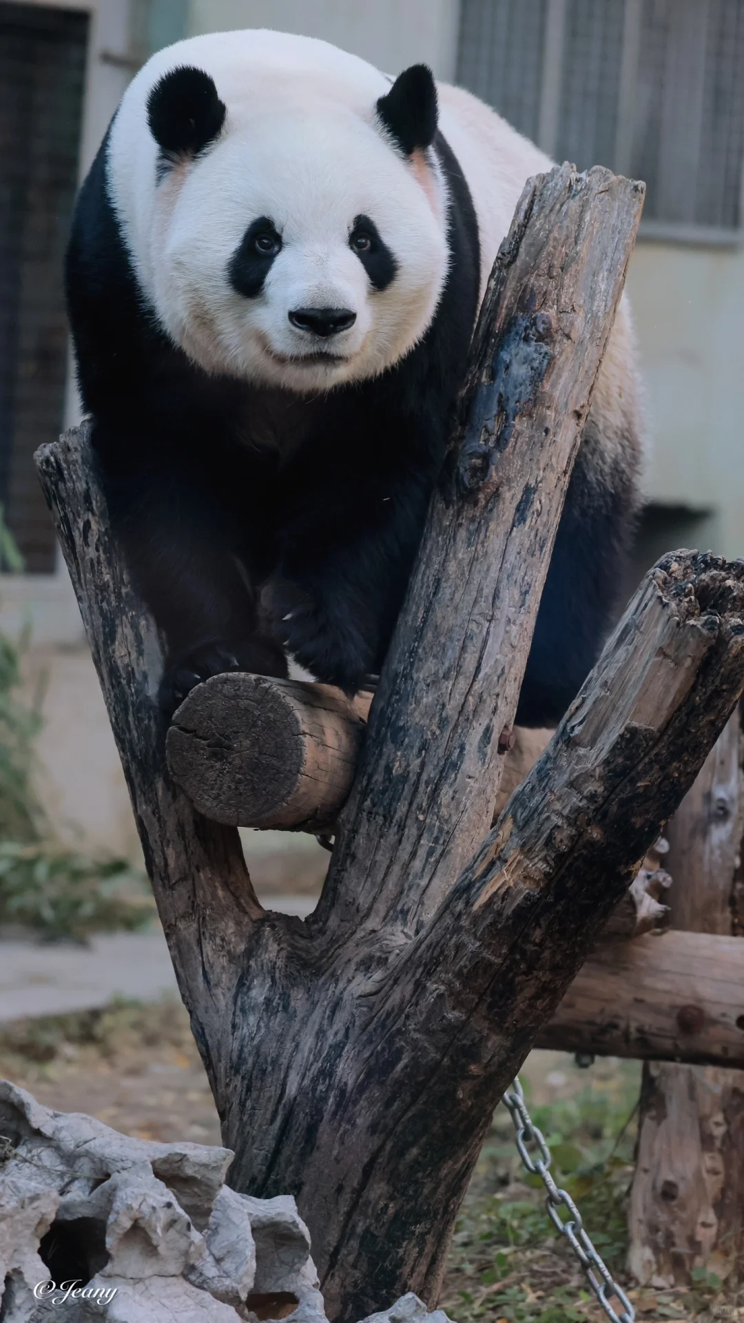 透过萌兰的眼睛🐼发现它趣味的心♥️