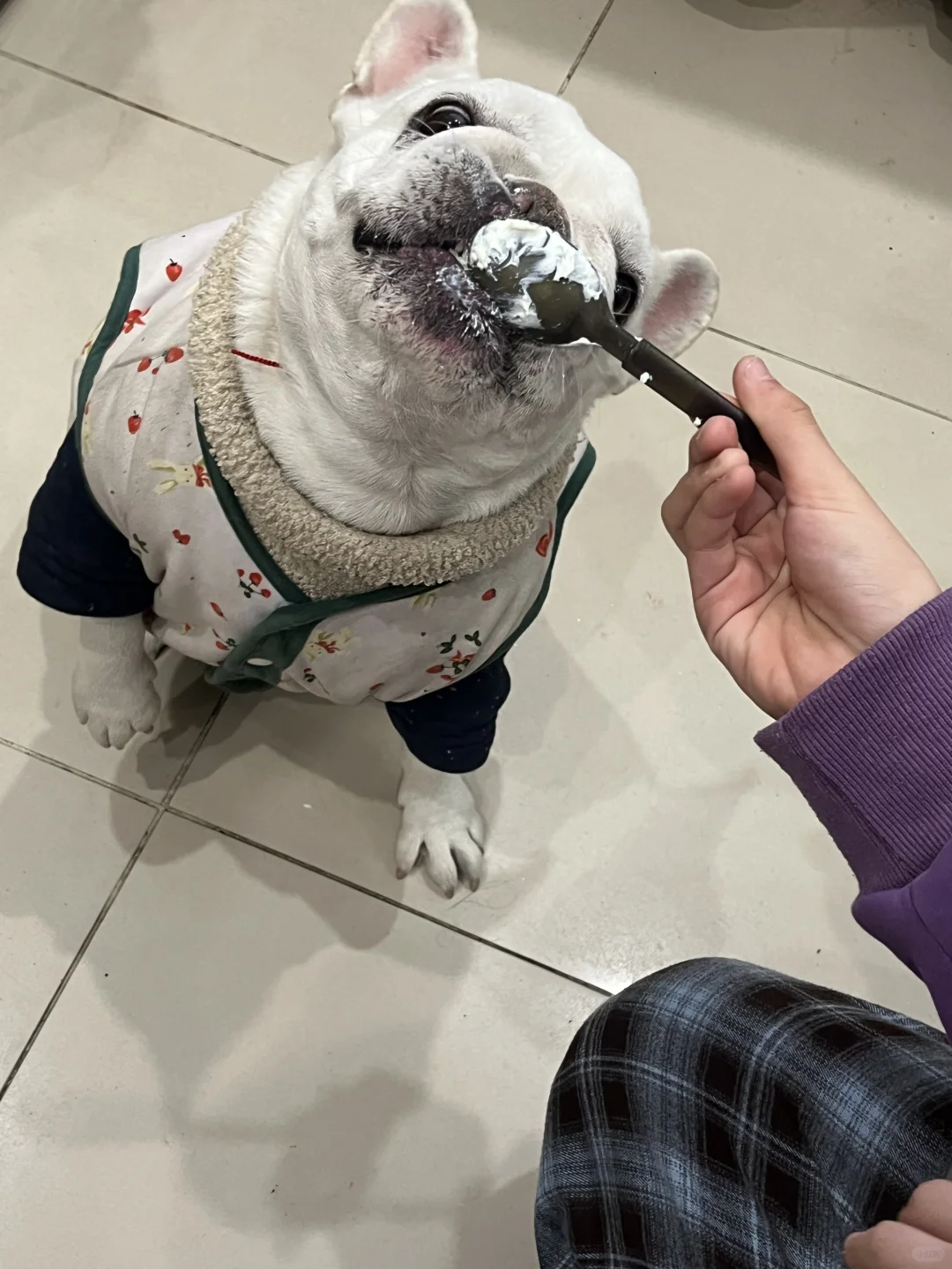 最适合吃干噎酸奶的小狗出现了