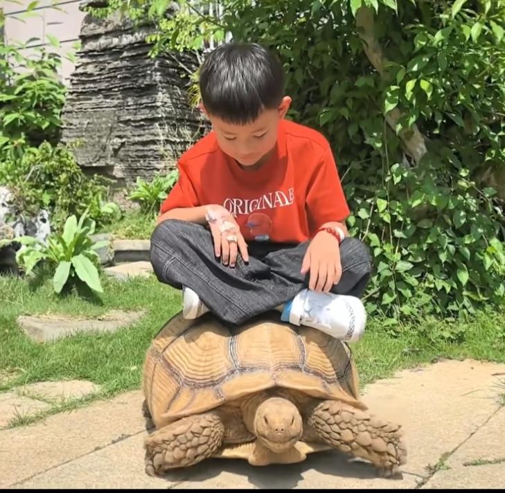 朋友家养的乌龟，个大体壮，可以当儿童座驾了！