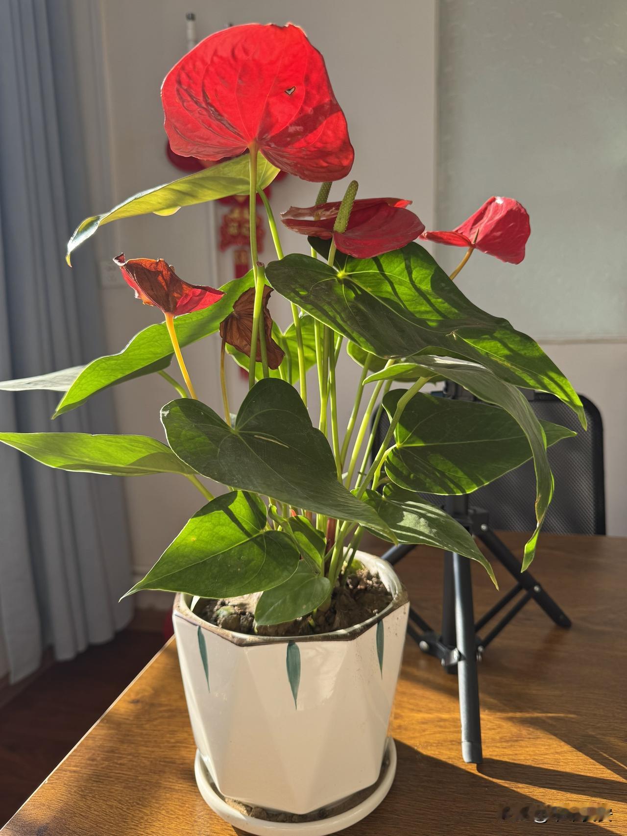 办公室的红掌

办公室的窗边长着一盆红掌，冬日里兀自开得热烈，成了格子间里最鲜活