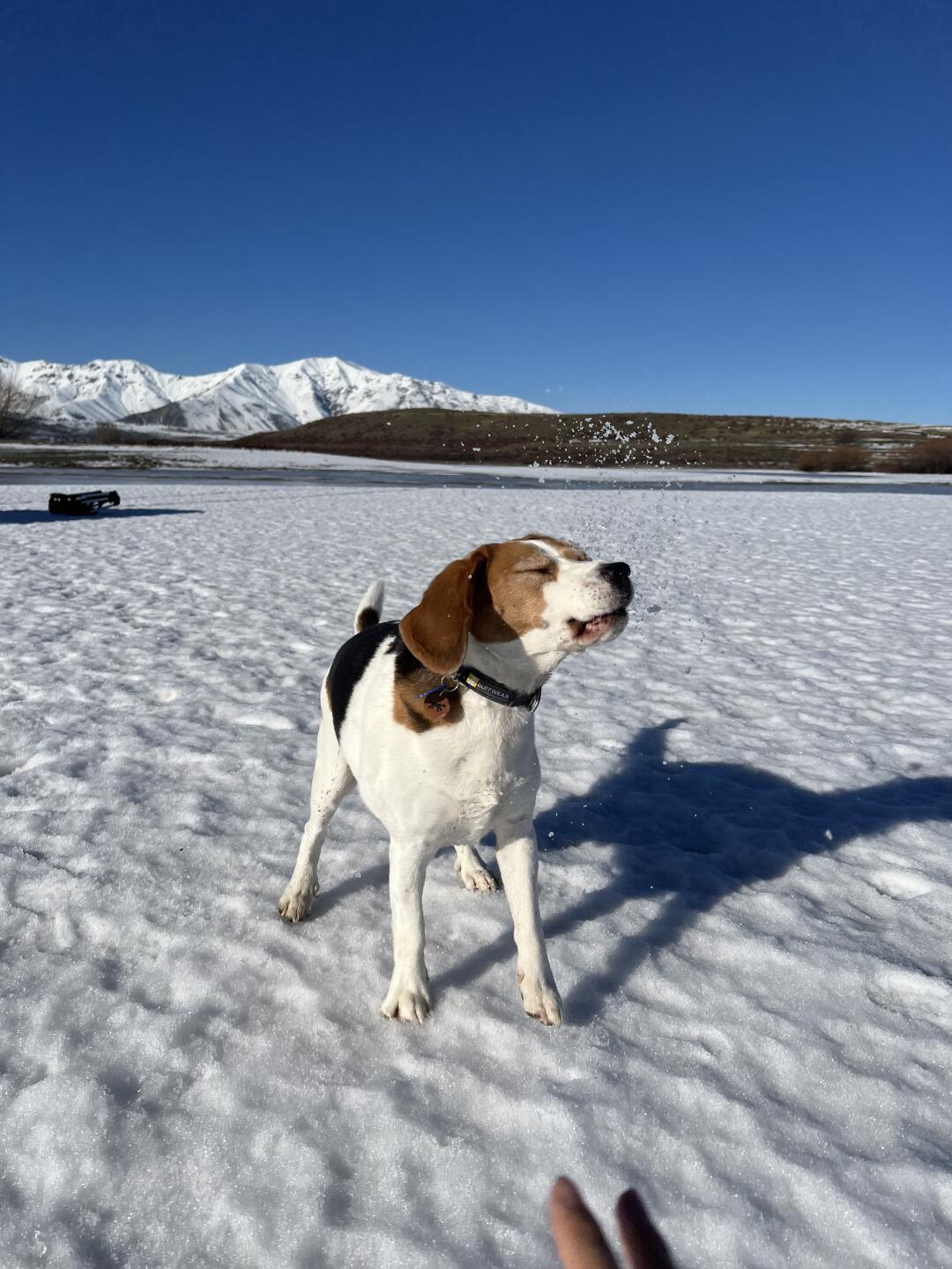 带小狗去lake Tekapo打雪仗❄️