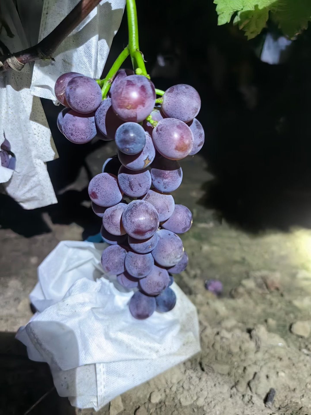 烟薯和秋月梨已上，明天上大泽山葡萄和蒙自石榴。 沙地烟薯25号