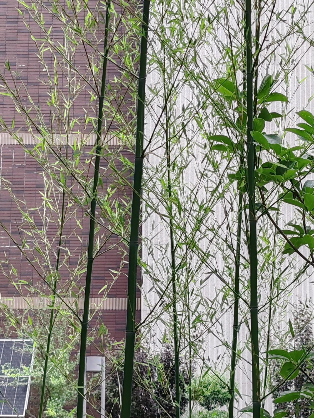 上联，点点红梅斗霜雪，求下联枝枝翠竹战风寒