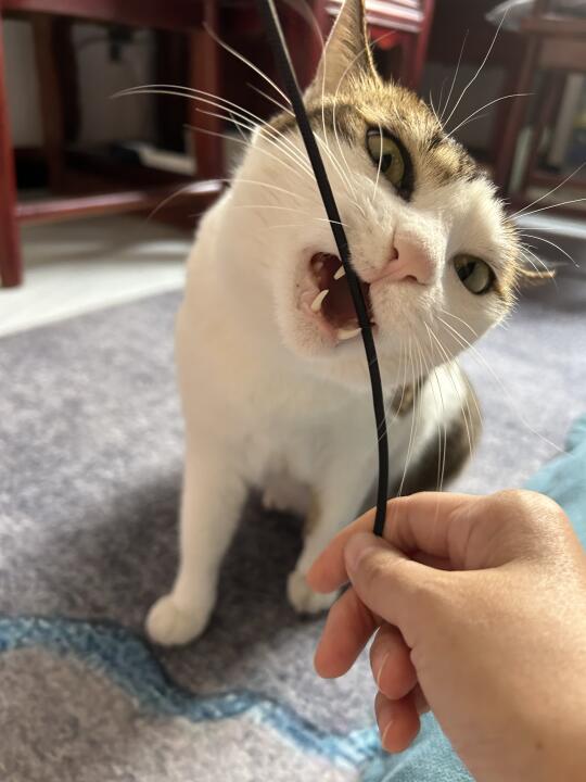 猫生大事：啃啃啃