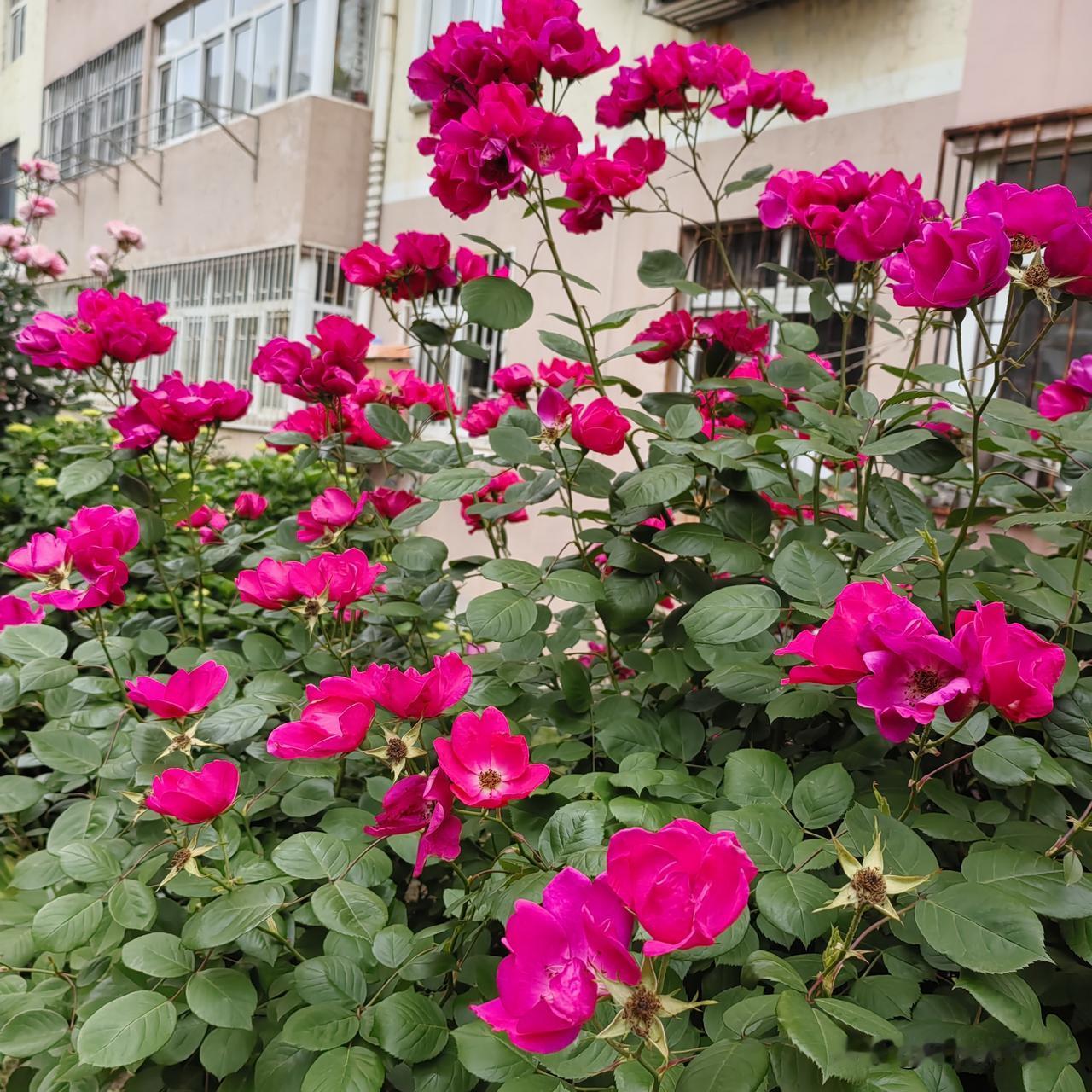 ，什么花都行