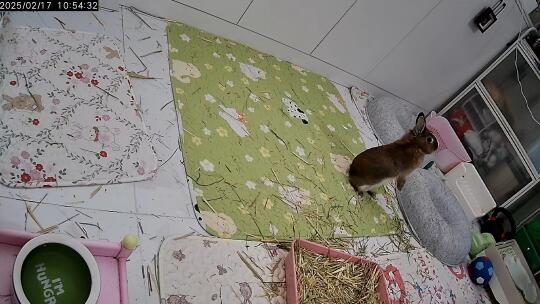 好像一只土拨鼠