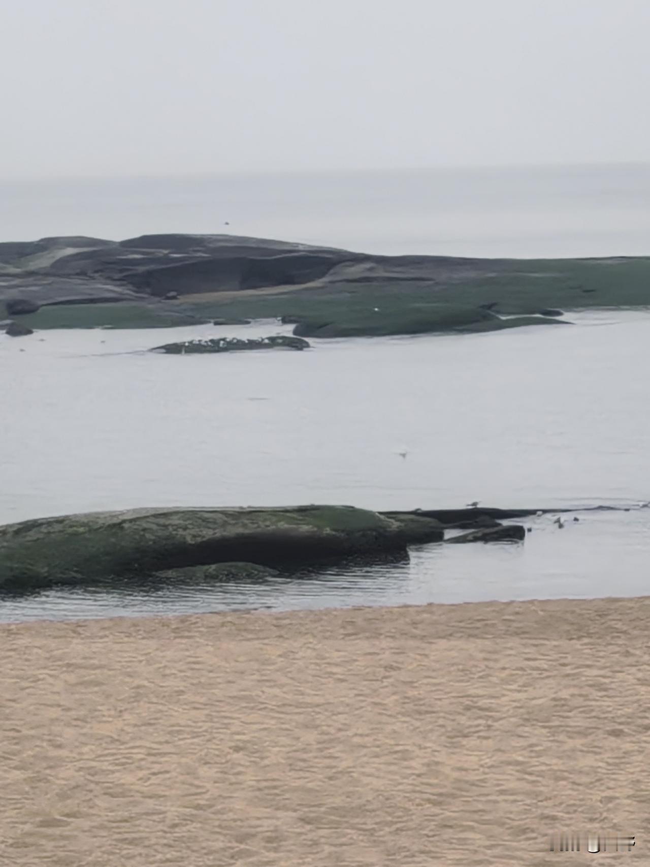 冬日生活打卡季昨日灯塔风景区，海鸥，海水，海草，礁石静候远方的客人。
