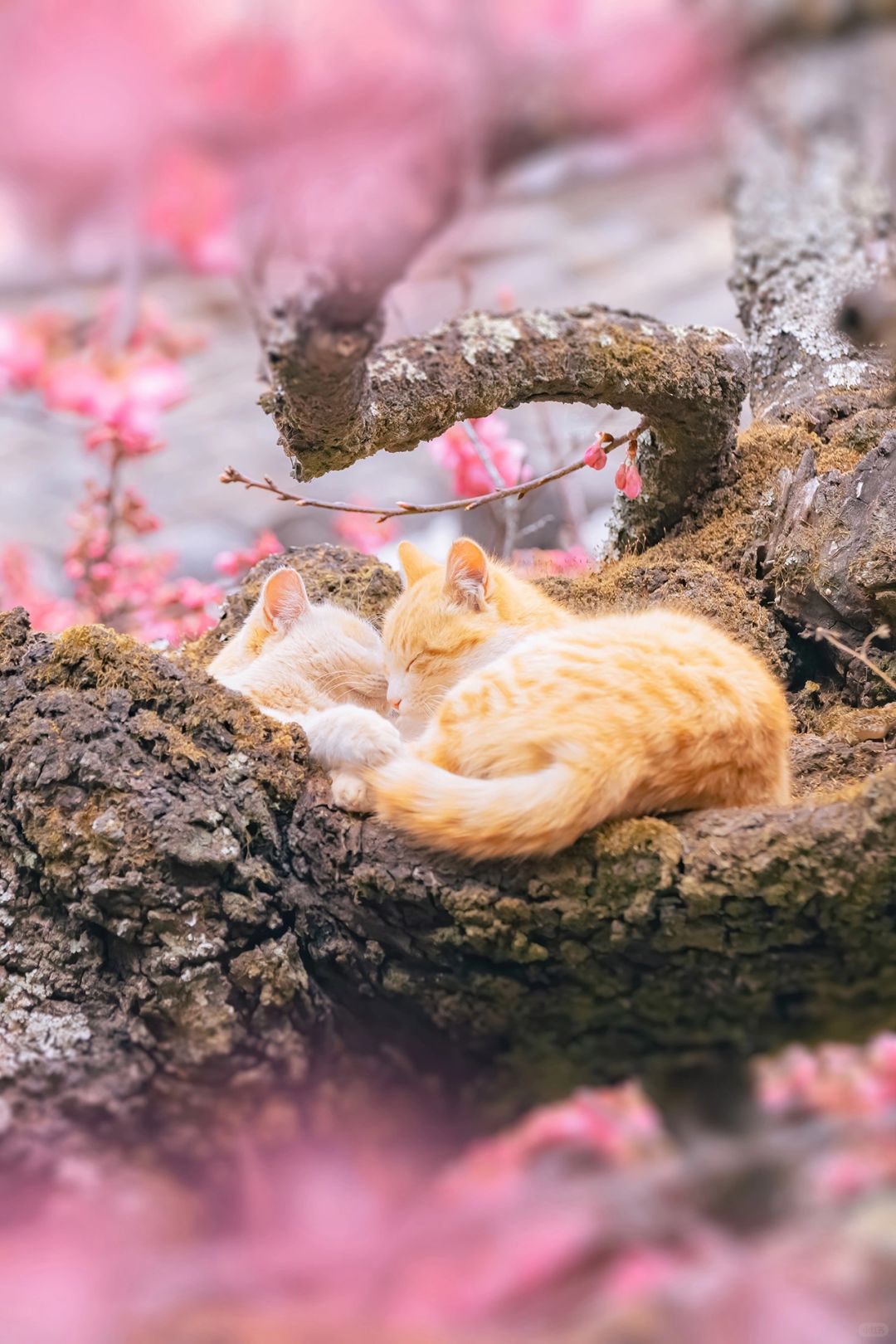 得意之作｜治愈人心的猫猫日历壁纸