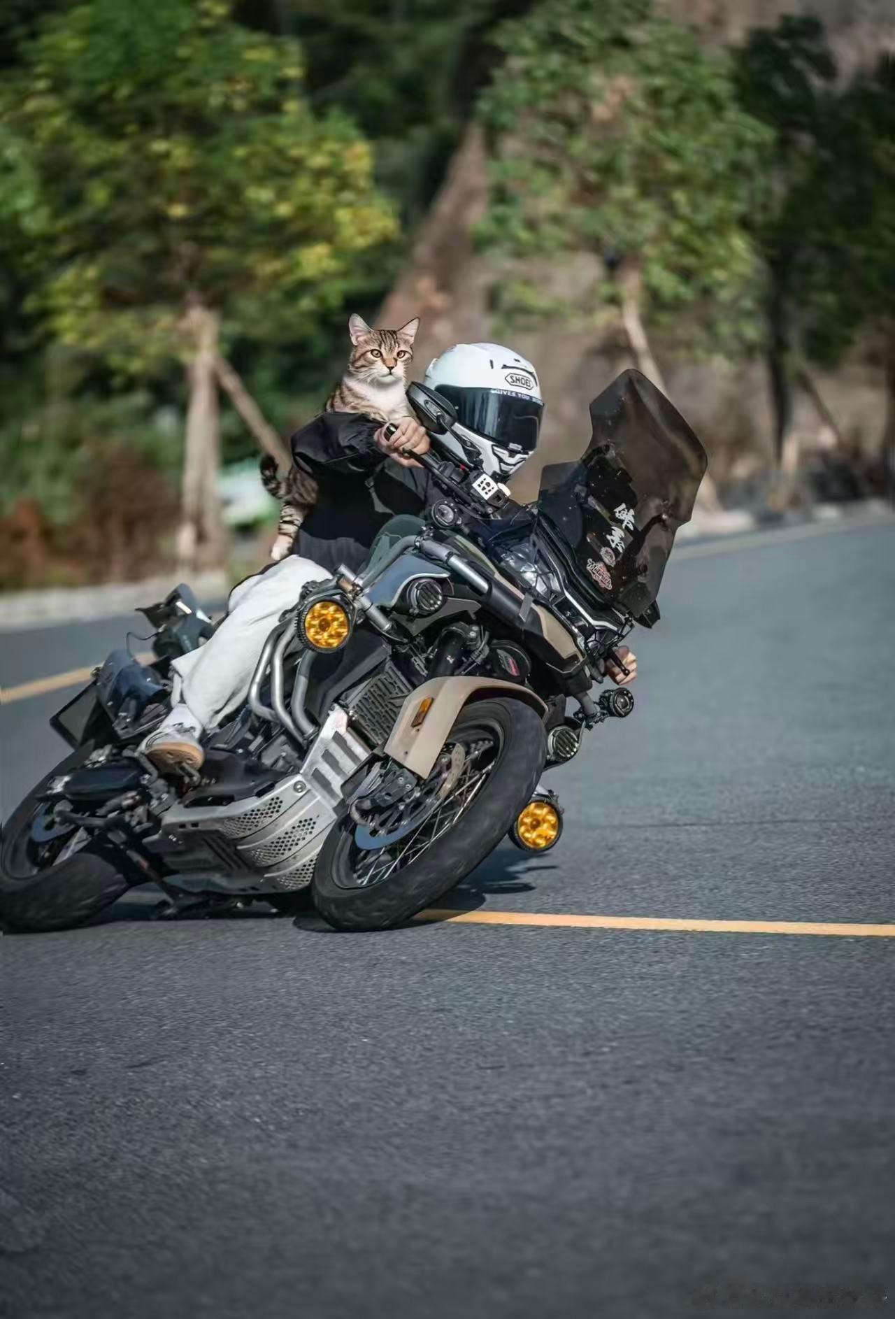 可怜猫桑表演空中飞猫🐱。 