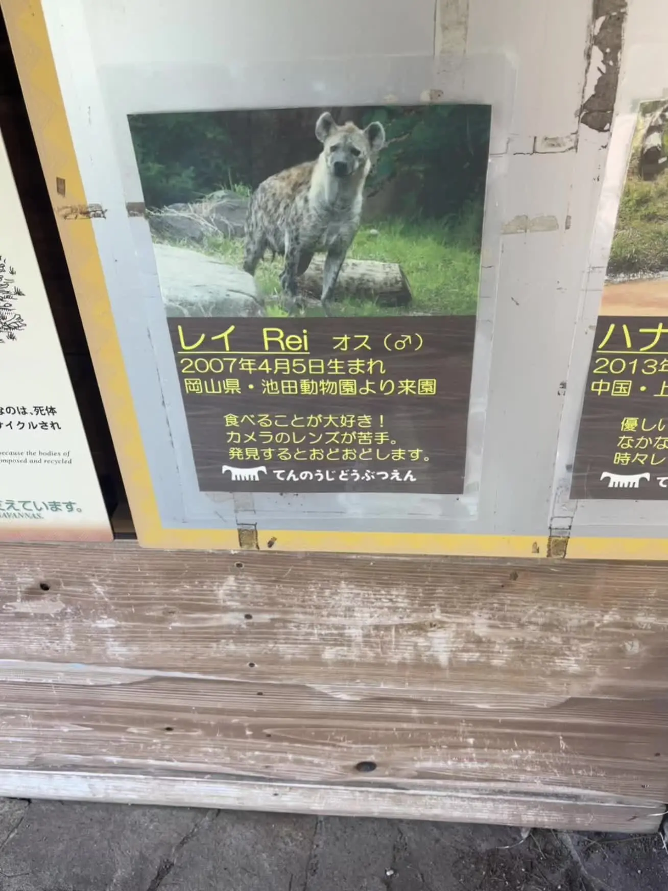 来动物园看斑鬣狗和狮子 最后一张是美洲豹