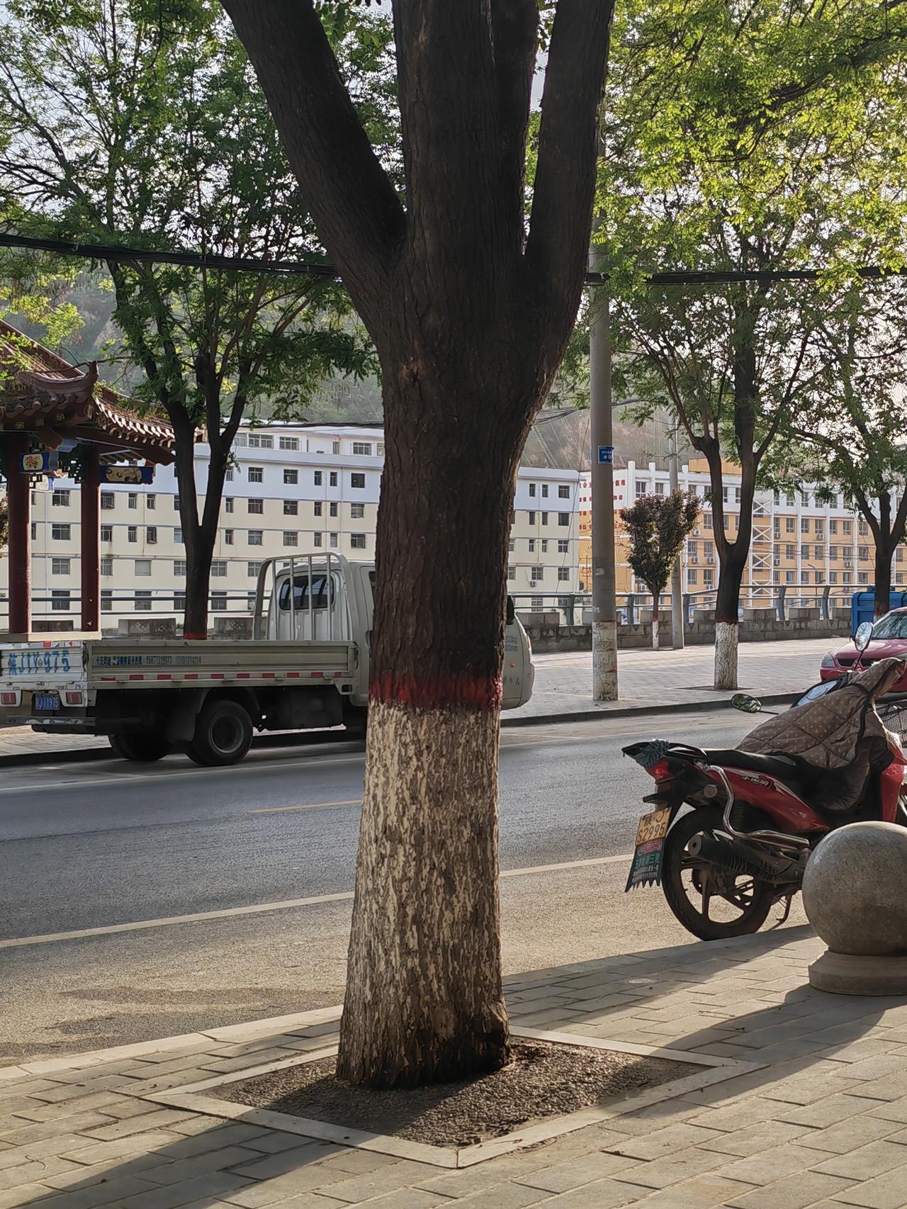 门前古槐循五行，水木相生旺财运
     迎宾路沿街商铺错落排布，街边整齐栽种着
