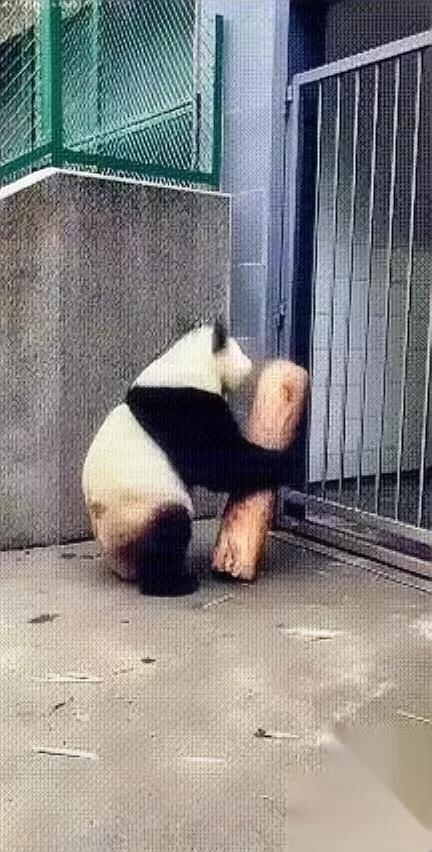 熊猫胆太肥了

敢砸饲养员门

换谁饿到点没吃上饭，都得有这脾气对吧？

四川这