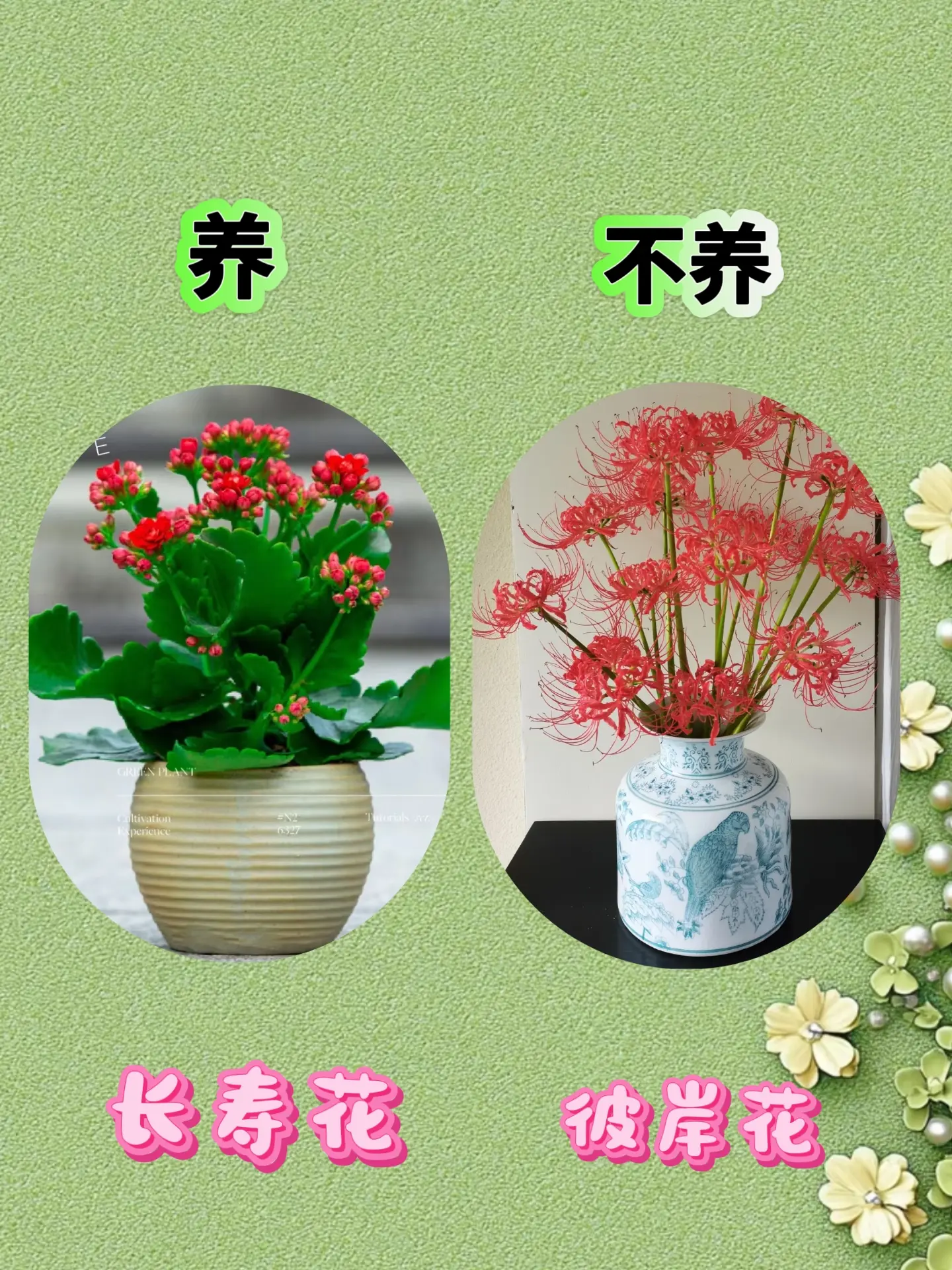 花卉养护养护小知识绿植盆栽养花人的乐趣