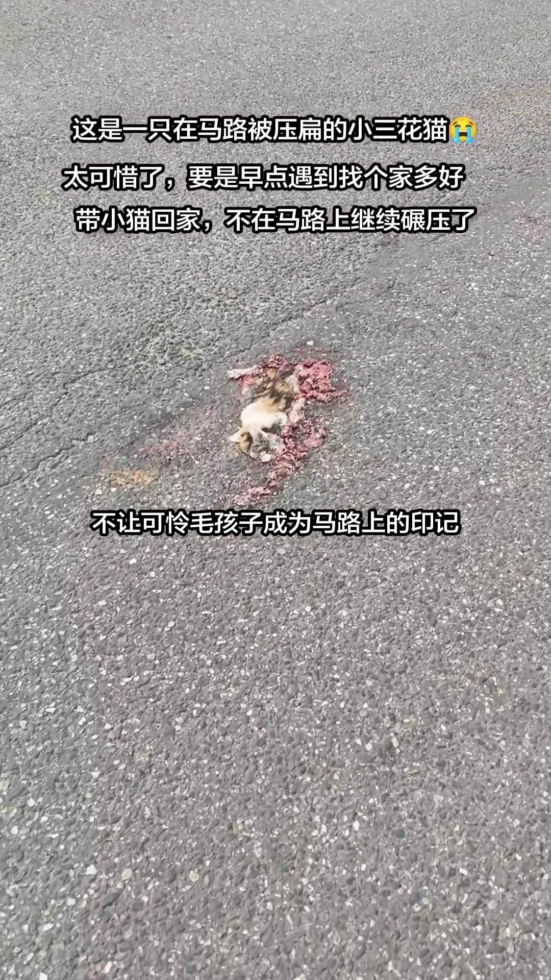 💛经常在马路上遇到被车碾压的流浪毛孩子，我已经能很熟练地帮它们收敛身体。
如果